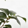 CAMELIA