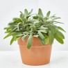 SALVIA OFFICINALIS