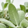SALVIA OFFICINALIS