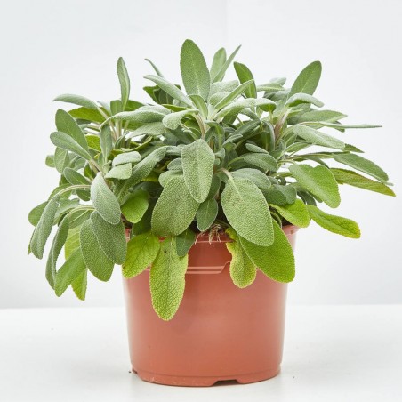 SALVIA OFFICINALIS