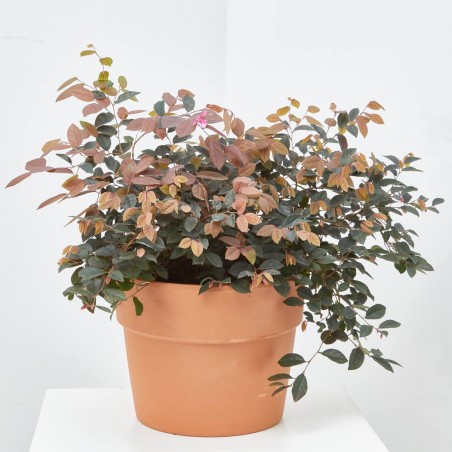LOROPETALUM