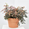 LOROPETALUM