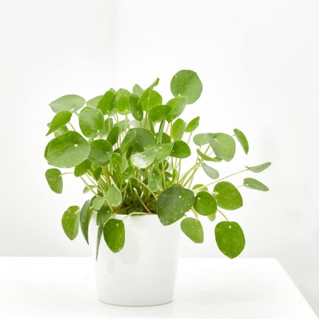 PILEA PEPEROMIOIDES MACETA 12CM