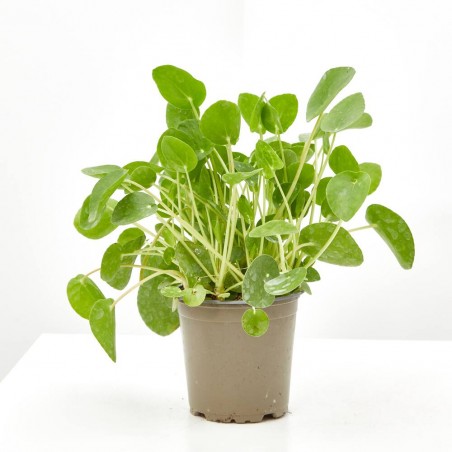 PILEA PEPEROMIOIDES MACETA 12CM