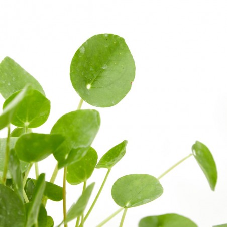 PILEA PEPEROMIOIDES MACETA 12CM