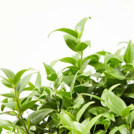 JAZMÍN MULTIPARTITUM