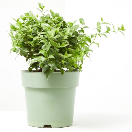 JAZMÍN MULTIPARTITUM