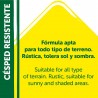 SEMILLAS CÉSPED RESISTENTE