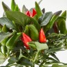PIMIENTO ORNAMENTAL