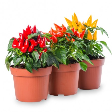 PIMIENTO ORNAMENTAL
