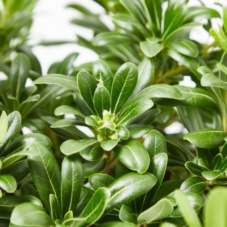 PITTOSPORUM TOBIRA NANA