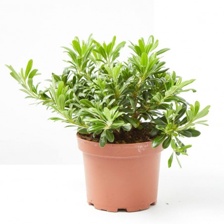 PITTOSPORUM TOBIRA NANA