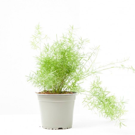 ESPARRAGUERA EXTERIOR