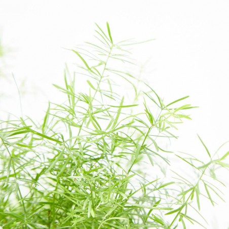 ESPARRAGUERA EXTERIOR