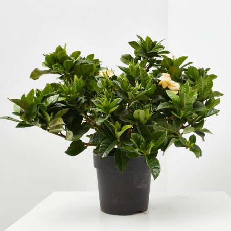 GARDENIA MACETA 15CM EXTERIOR