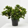 GARDENIA MACETA 15CM EXTERIOR