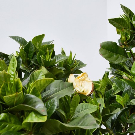 GARDENIA MACETA 15CM EXTERIOR
