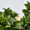 GARDENIA MACETA 15CM EXTERIOR