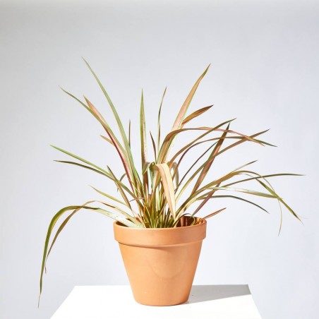 PHORMIUM