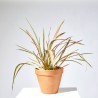 PHORMIUM