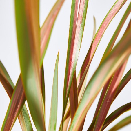 PHORMIUM