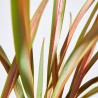 PHORMIUM