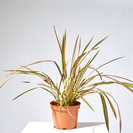 PHORMIUM