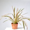 PHORMIUM