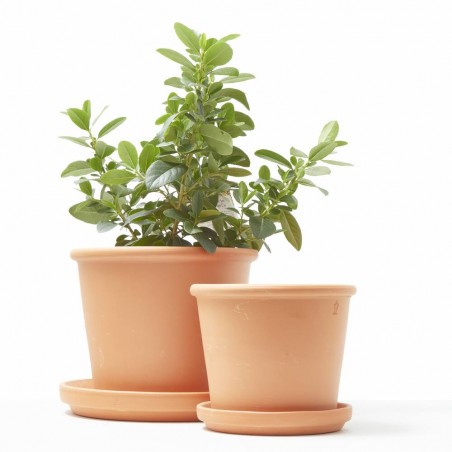 MACETA ANCHA SARAMAGO BARRO ROJO