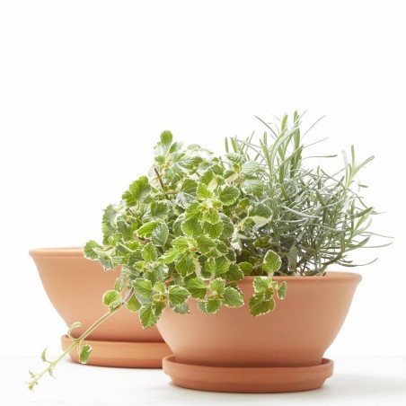 MACETA BOWL BARRO ROJO