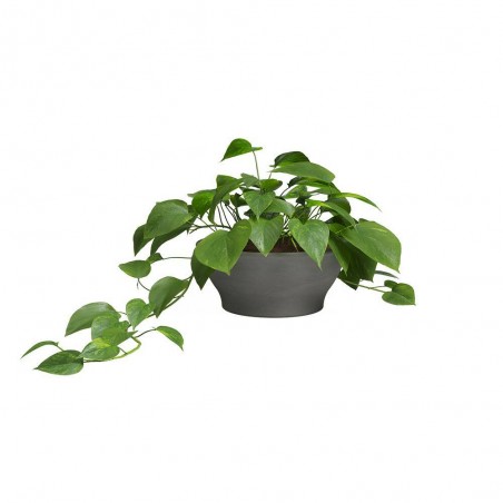 MACETA BOWL BARRO ANTRACITA