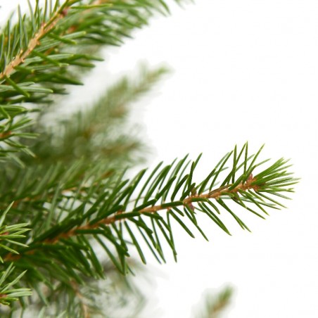 ABETO NATURAL PICEA EXCELSA REPICADO