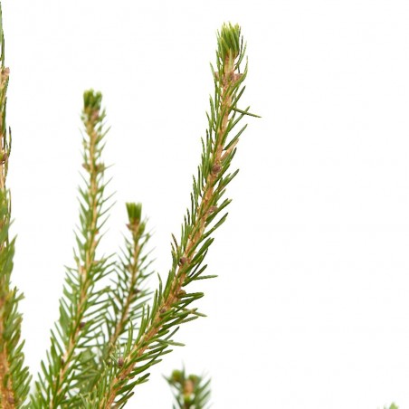 ABETO NATURAL PICEA EXCELSA REPICADO