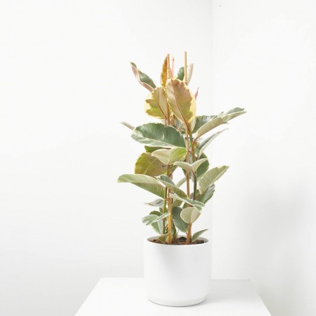 FICUS TINEKE