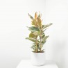 FICUS TINEKE