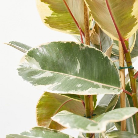 FICUS TINEKE