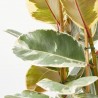 FICUS TINEKE
