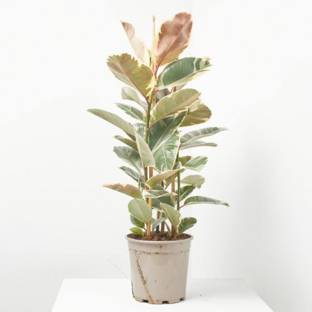 FICUS TINEKE