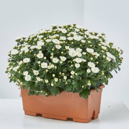 MARGARITA HÍBRIDA JARDINERA