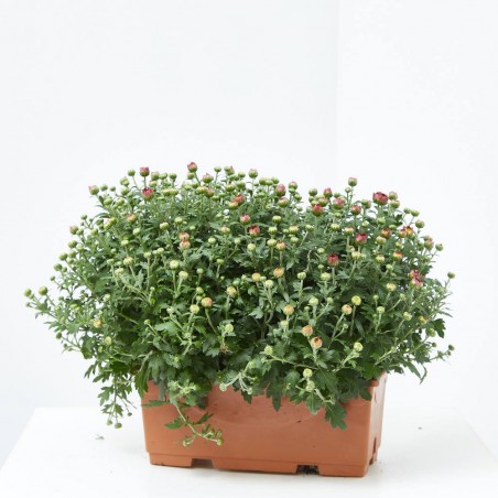 MARGARITA HÍBRIDA JARDINERA