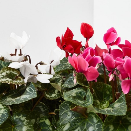 CYCLAMEN