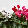 CYCLAMEN