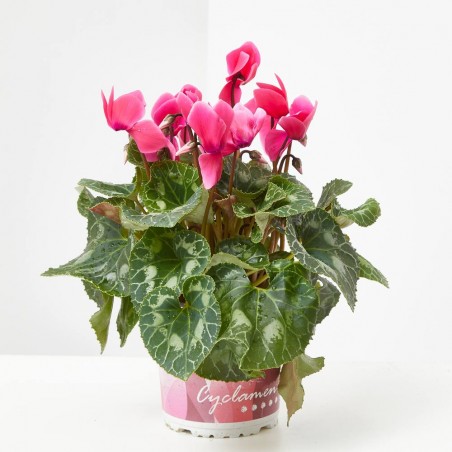 CYCLAMEN