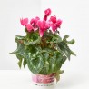 CYCLAMEN