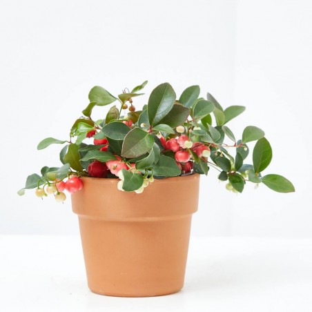 GAULTHERIA