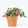GAULTHERIA