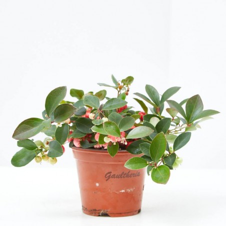 GAULTHERIA