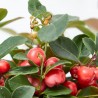 GAULTHERIA