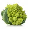 COLIFLOR ROMANESCO EN MACETA
