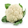 COLIFLOR BLANCA EN MACETA